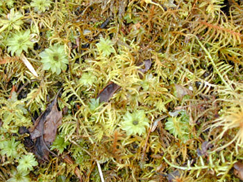 YubengFloorDSCN3981-W350.jpg