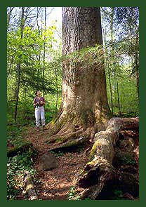 treeperson1W.jpg